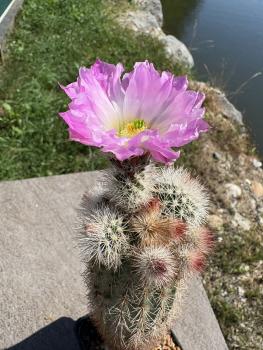 Echinocereus dasyacanthus